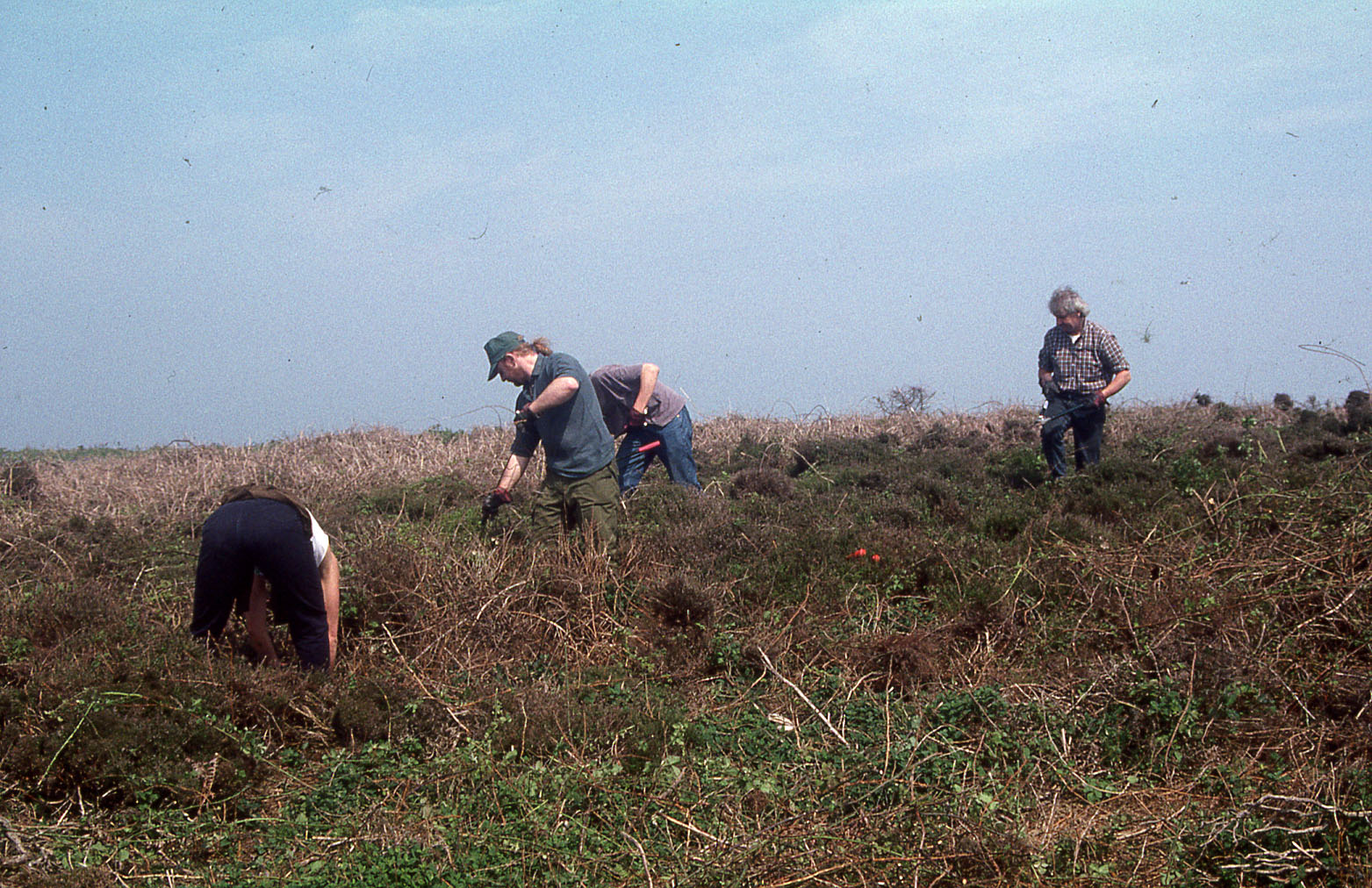 Heathland Managment Skomer Island C 1998 Peoples Collection Wales heathland-managment-skomer-island-c-1998-peoples-collection-wales
