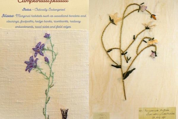 Campanula patula (combined) Herbarium by Elinor James, Living by Glenys Richards Jones.jpg