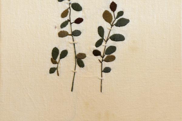 Contoneaster cambricus (herbarium) by Brenda Dayson.jpg
