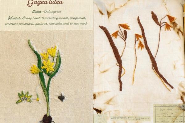 Gagea lutea (combined)  Herbarium by Jo Walton, living by Diana Jones.jpg