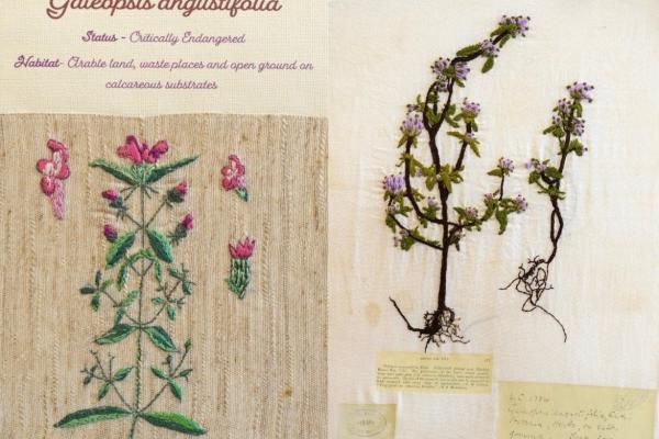 Galeopsis angustifolia (combined) Herbarium by Kathleen King, Living by Glenys Richards Jones.jpg