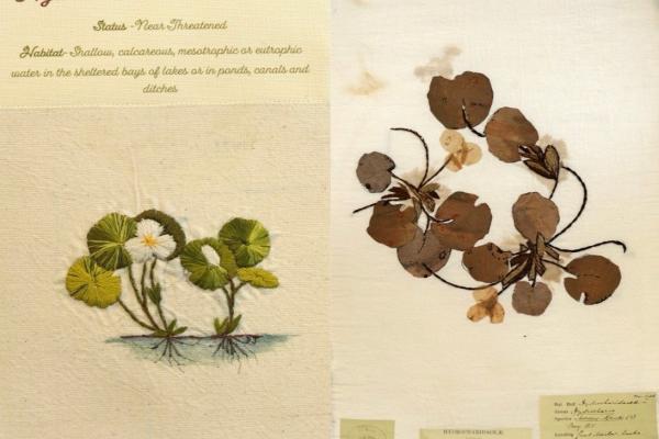 Hydrocharis morsus ranae (combined) by Diana Jones.jpg