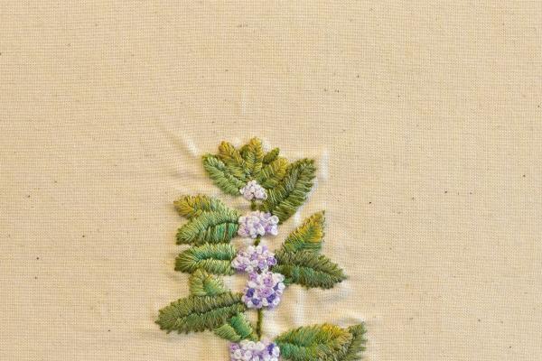 Mentha arvensis  (living) by Janet Surman.jpg