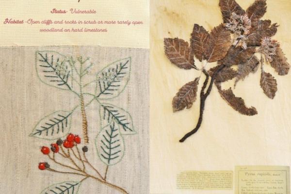 Sorbus rupicola (combined) Herbarium by Sue Quirk, Living by Glenys Richards Jones.jpg