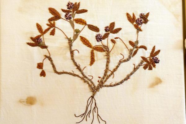 Trifolium strictum (herbarium) by Debbie Rose Lewis.jpg