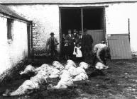 Fferm yn Talgarth c1910