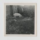 Jane the pig at Dolwen