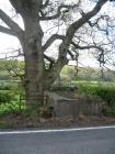 Milk stand for Llanddwy farm