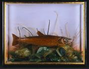 Brown trout: taxidermy by J. Hutchings,...