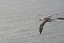 Llantwit Major -  Fulmar