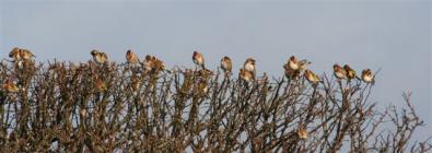 Llantwit Major - Goldfinch