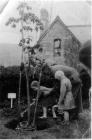 Planting the Coronation Tree