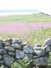 Skomer Island - Red Campions and boundary wall