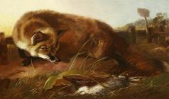 Fox/ Walter Harrowing/ 1800