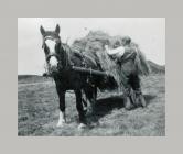 Haymaking with a horse and cart