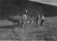 Llangollen. Haymaking - Bache Canol farm