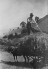 Llangollen. Haymaking - Bache Canol farm