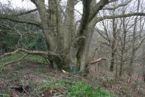 GAER FAWR WOOD, GUILSFIELD