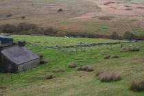 FRONGOCH ROOT VEGETABLE CLAMPS, TROED-Y-RHIW