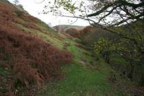 COED TROED-Y-RHIW, WOODLAND BOUNDARY IV;YR ALLT...