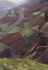 Plantations on the site of Ebbw Vale steelworks...