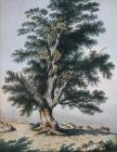 'Oak Tree at Pencerrig' gan Thomas Jones, 1795 ...