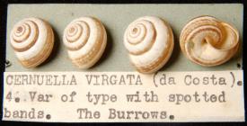 Banded snail (cernuella virgata), found at the...