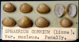 Misglen 'sphaerium corneum', a...