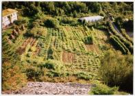 The vegetable plot at the Centre of Alternative...