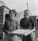 Mushroom growers in the Elan Valley, 1 October...