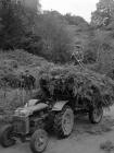 Bracken gathering at Talsarnau, 1 June 1960