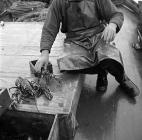 Lobster fishing at Aber-soch, 5 July 1956