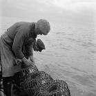 Lobster fishing at Aber-soch, 5 July 1956