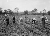 Picking the fruit at Bellis Brothers Ltd....