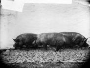 Tyn-y-cwm pigs, Llansawel, c. 1885