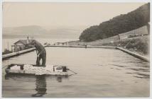 Placing bouquets in the oyster cultivation tank...