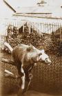 Bear in the zoo on the Faenol estate, Y...