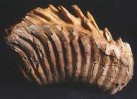 Fossilised mammoth molar from Coygan Cave,...