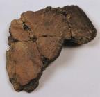 Neolithic pottery shard from Abermule