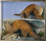 Two Ferrets: taxidermy by J. Hutchings,...