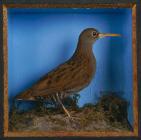 Water-rail: taxidermy