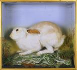 Mountain hare: taxidermy by J. Hutchings,...