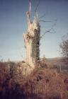 Llangollen. Tree