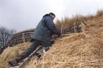 Re-thatching Abernodwydd roof