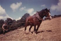 A farmer working with his shire horse and...