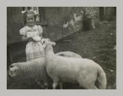 Feeding orphaned lambs at Dolwen