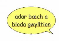 adar baech a cloda gwylltion