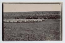 Flock of sheep belonging to the Mulhalls,...