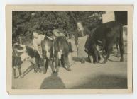 Ladies feeding calves at Bryn Cerdin farm,...