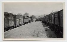 Animals arriving Cemmaes Road on the train for...